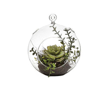 Succulent in Cloche