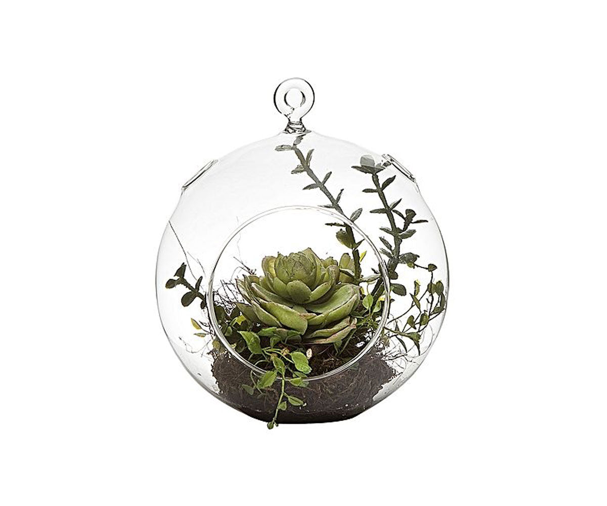 Succulent in Cloche