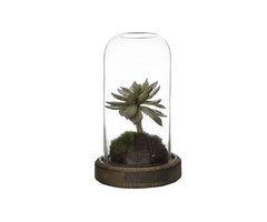 Succulent in Cloche